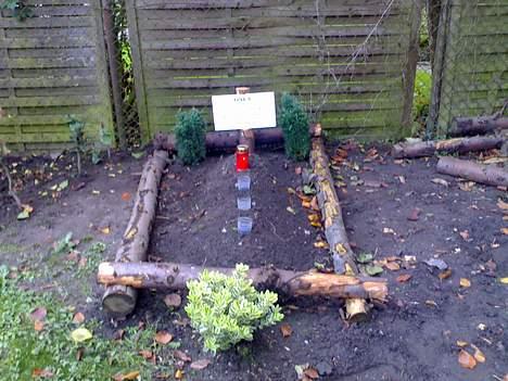 Rottweiler Onex vom Hause Anin R.I.P - sidste hvilested i baghavne som han elskede at lege i billede 10