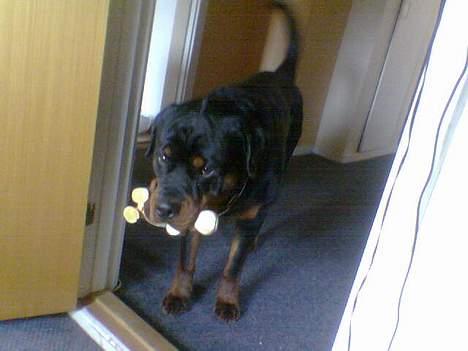 Rottweiler Onex vom Hause Anin R.I.P - man er vel ikke for stor og "farlig" at man ikke kan passe på en pibende ko !! billede 11