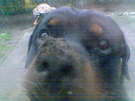 Rottweiler Onex vom Hause Anin R.I.P - ja ja... det dybe søg var effektivt !! billede 12