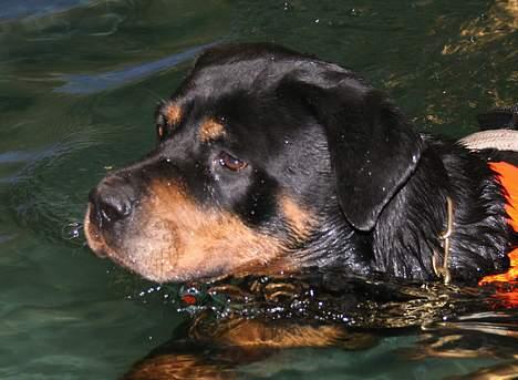 Rottweiler Fattiggården's Carla *død* - Fra vores ugentlige svømmedag billede 7