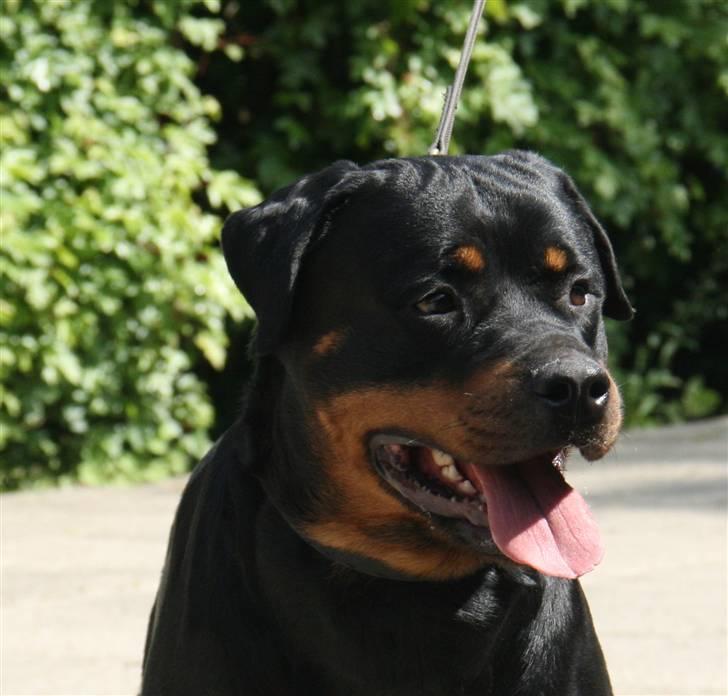 Rottweiler Fattiggården's Haiki *død* - Avlskåring 24 maj billede 8