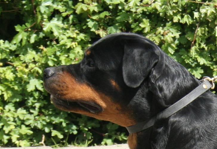 Rottweiler Fattiggården's Haiki *død* - Avlskåring 24 maj billede 9