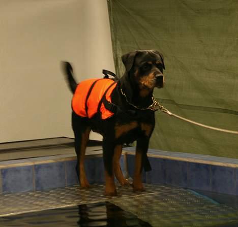 Rottweiler Fattiggården's Carla *død* - Her er vi lige ved at springe i vandet  billede 8