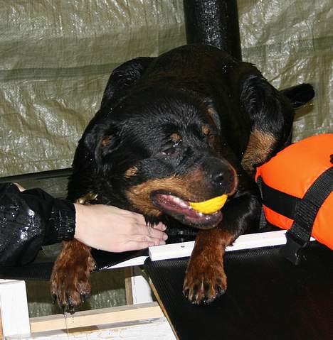 Rottweiler Fattiggården's Haiki *død* - Så er vi færdige for idag billede 11