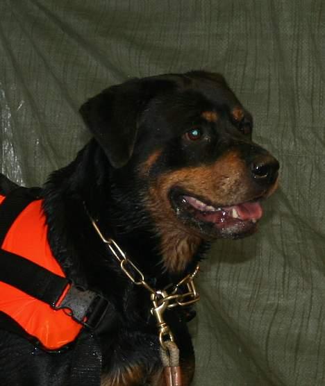 Rottweiler Fattiggården's Carla *død* - Carla dyret :) billede 9