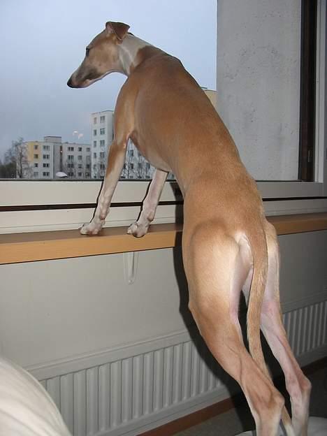 Whippet Frontrunner's Mandi - Ser lige om jeg kan kikke til Danmark...... billede 6