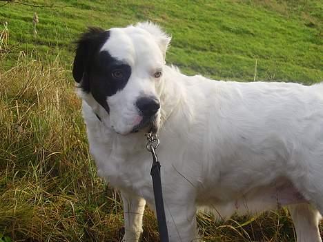 Blanding af racer Emma* himmelhund* - Emma er lidt opgivende........p.g.a hendes kur er vi ude og power walke........ikke lige hendes stil ;o) billede 13