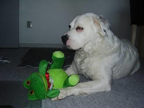 Blanding af racer Emma* himmelhund* - Emma med hendes fødselsdagsgave.......når man bliver 4 år skal man da have en ny bamse ;o) billede 14