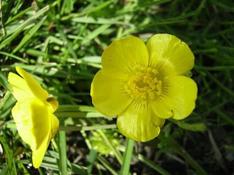 Australsk cattledog SweetAzur´s Bambina billede 6