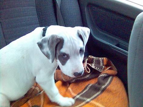 Amerikansk staffordshire terrier jesse billede 1