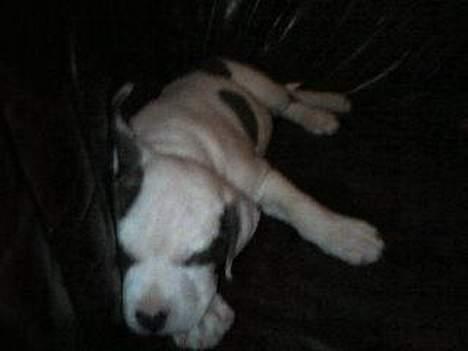 Amerikansk staffordshire terrier jesse billede 2