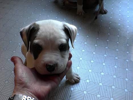 Amerikansk staffordshire terrier jesse billede 3