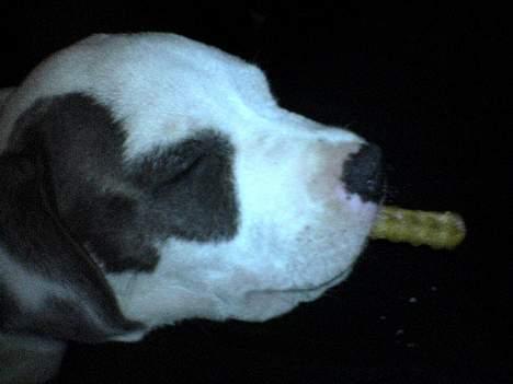 Amerikansk staffordshire terrier jesse billede 4