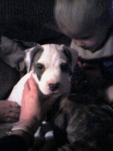 Amerikansk staffordshire terrier jesse billede 5