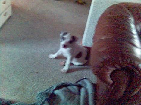 Amerikansk staffordshire terrier jesse billede 6