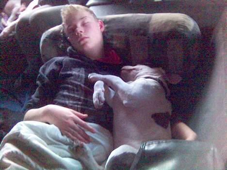 Amerikansk staffordshire terrier jesse billede 7