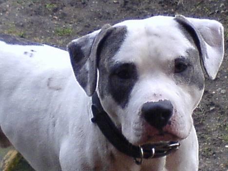 Amerikansk staffordshire terrier jesse billede 8