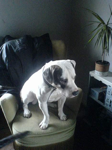 Amerikansk staffordshire terrier jesse billede 10