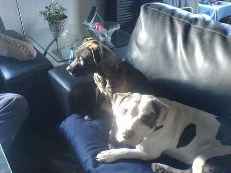 Amerikansk staffordshire terrier jesse billede 11