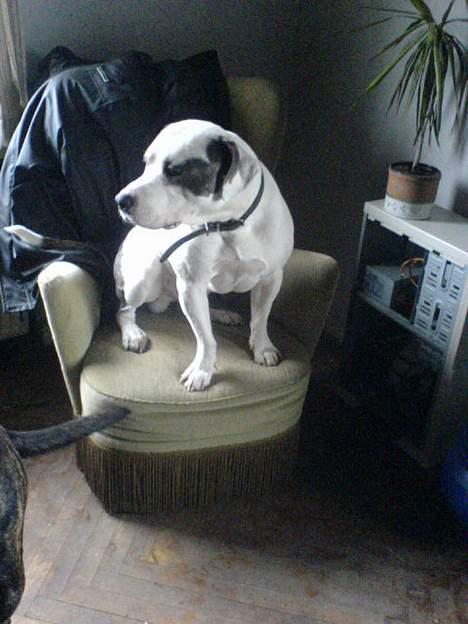 Amerikansk staffordshire terrier jesse billede 12