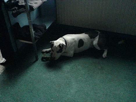 Amerikansk staffordshire terrier jesse billede 13