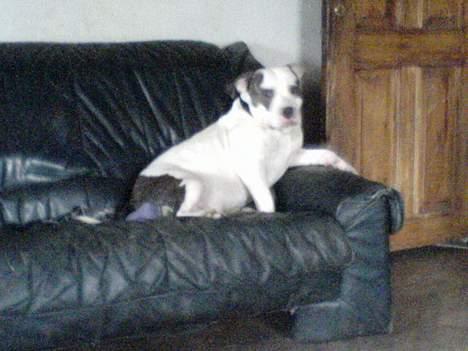 Amerikansk staffordshire terrier jesse billede 14