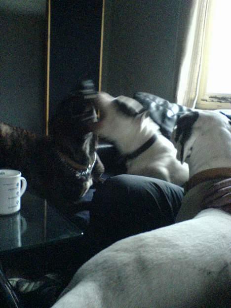 Amerikansk staffordshire terrier jesse billede 15