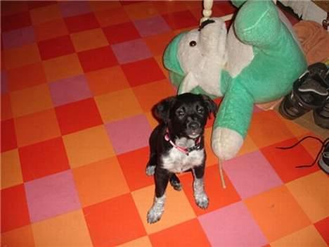 Blanding af racer Steffi - Se hvem der sidder pænest, mig eller den dumme bamse bagved? billede 1