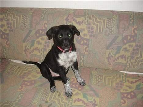 Blanding af racer Steffi - Se hvor dejlig jeg er, og pænt jeg kan sidde billede 2