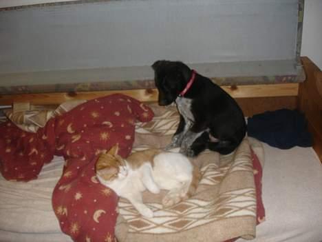 Blanding af racer Steffi - Halløj, her vil jeg sidde, flyt dig lidt, din dumme kat billede 3