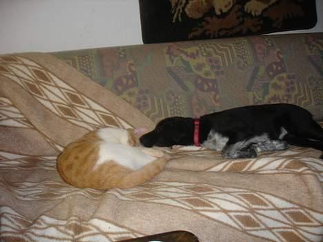 Blanding af racer Steffi - Okay, så lad os ligge her sammen, skal vi ikke tag en lille lur. billede 4