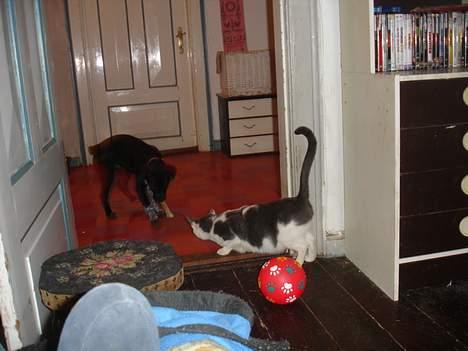 Blanding af racer Steffi - Flyt dig din dumme kat, jeg skal ind først. Åh, du er Pigemis, undskyld, nu flytter jeg mig. billede 5