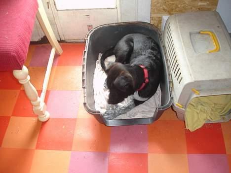 Blanding af racer Steffi - En kattekasse? Hvorfor kan jeg ikke putte i den, fordi jeg er en hund, jeg er da ligeglad. billede 6