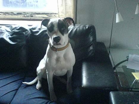 Amerikansk bulldog Freja billede 1