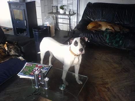 Amerikansk bulldog Freja billede 2