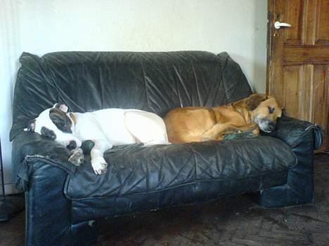 Amerikansk bulldog Freja billede 3