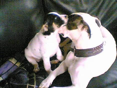 Amerikansk bulldog Freja billede 4