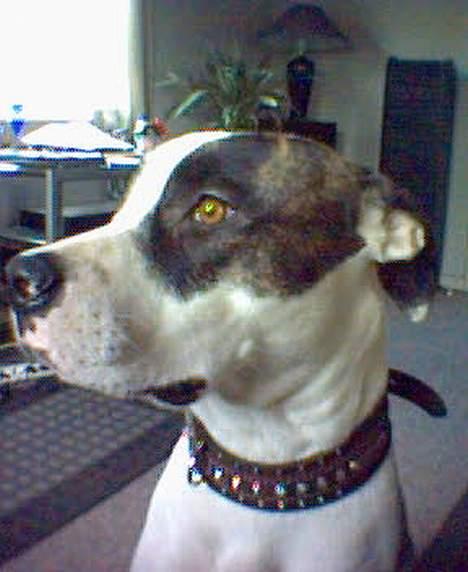 Amerikansk bulldog Freja billede 5