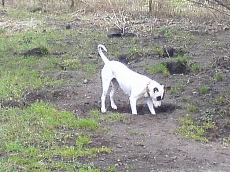 Amerikansk bulldog Freja billede 6