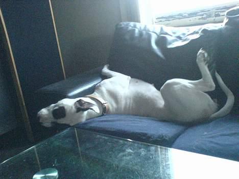 Amerikansk bulldog Freja billede 7