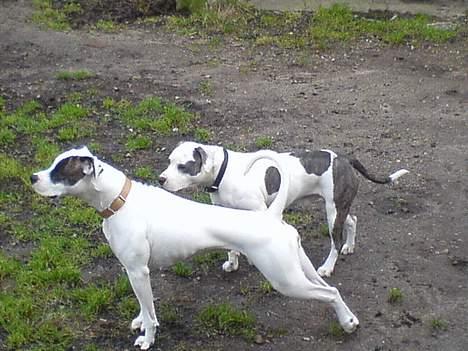 Amerikansk bulldog Freja billede 8