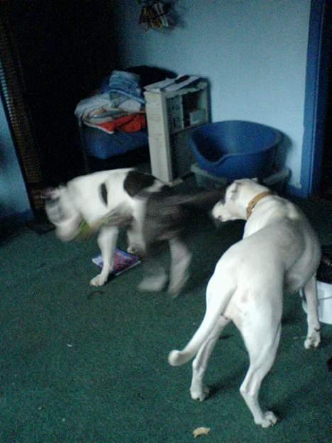 Amerikansk bulldog Freja billede 9