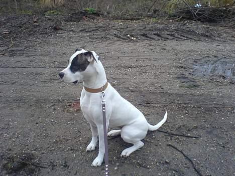 Amerikansk bulldog Freja billede 10