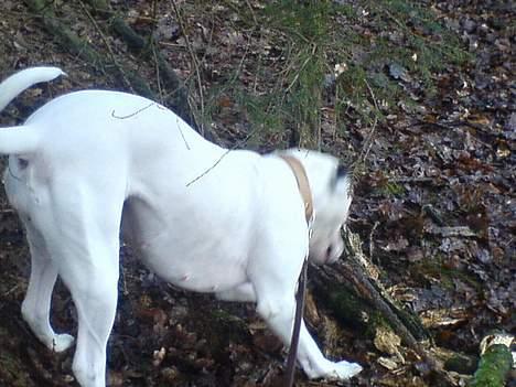 Amerikansk bulldog Freja billede 11