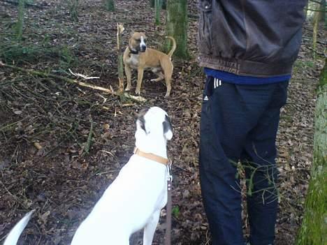 Amerikansk bulldog Freja billede 12