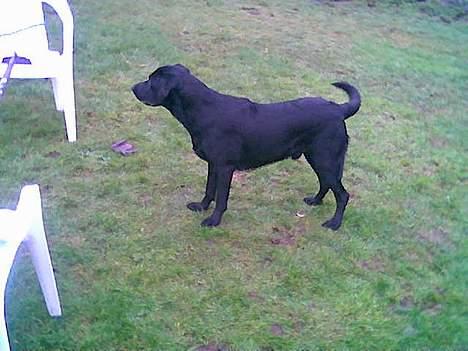 Labrador retriever santos - jeg gider altså ikke og hoppe over billede 3