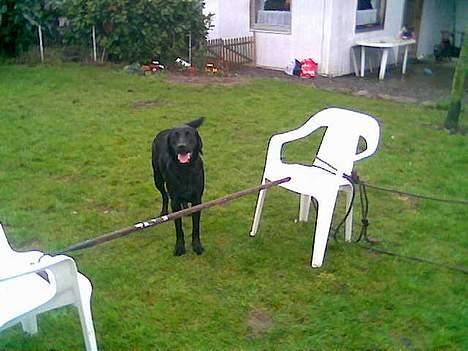 Labrador retriever santos - ser fræk ud billede 4
