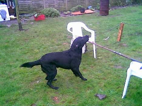 Labrador retriever santos - nu hopper jeg billede 5