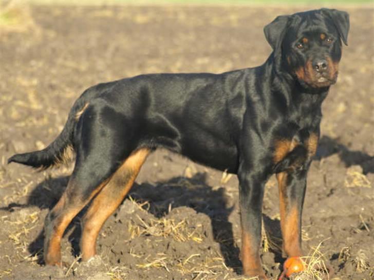 Rottweiler Chanti (Cue Chantell) billede 1