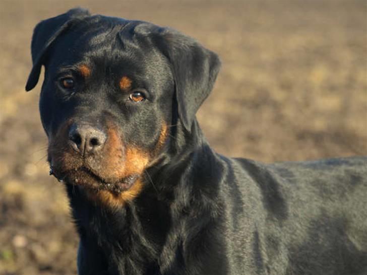 Rottweiler Chanti (Cue Chantell) billede 2